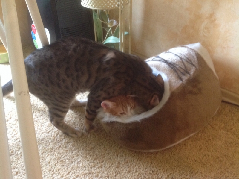 Поговорим о кошках 28