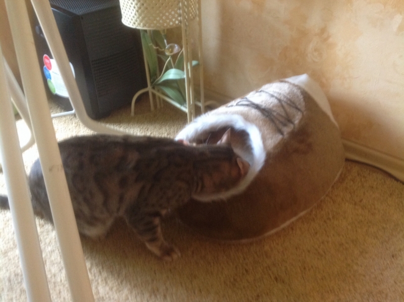 Поговорим о кошках 28