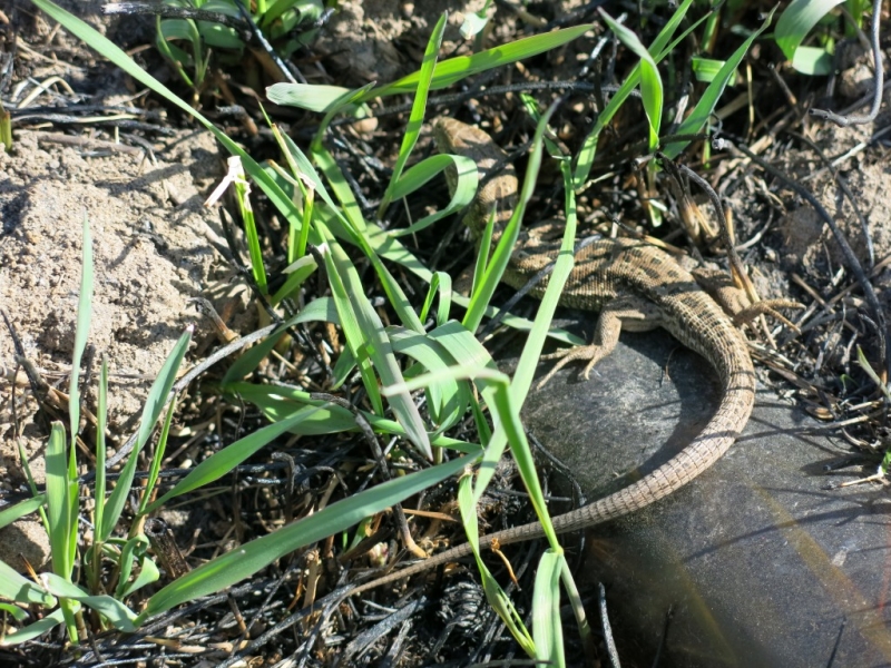 Рязань - Константиново - Пощупово (26-27.04.2014)