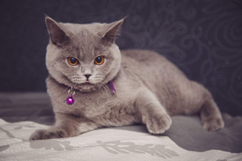 Поговорим о кошках 28