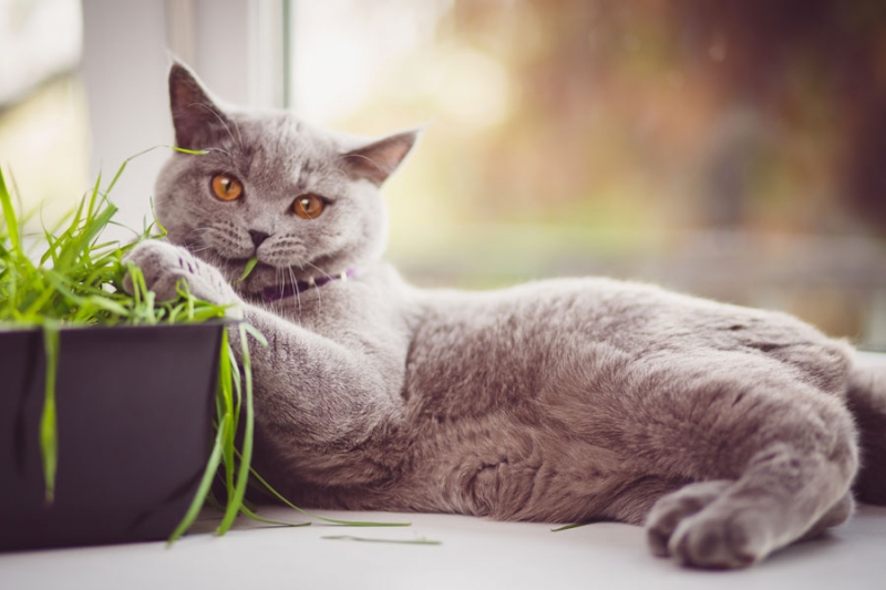 Поговорим о кошках 28