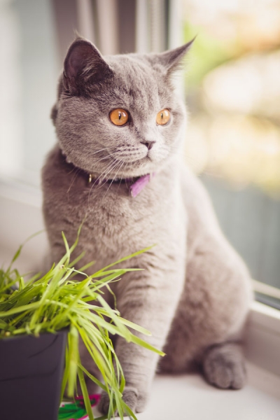 Поговорим о кошках 28