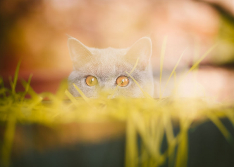 Поговорим о кошках 28