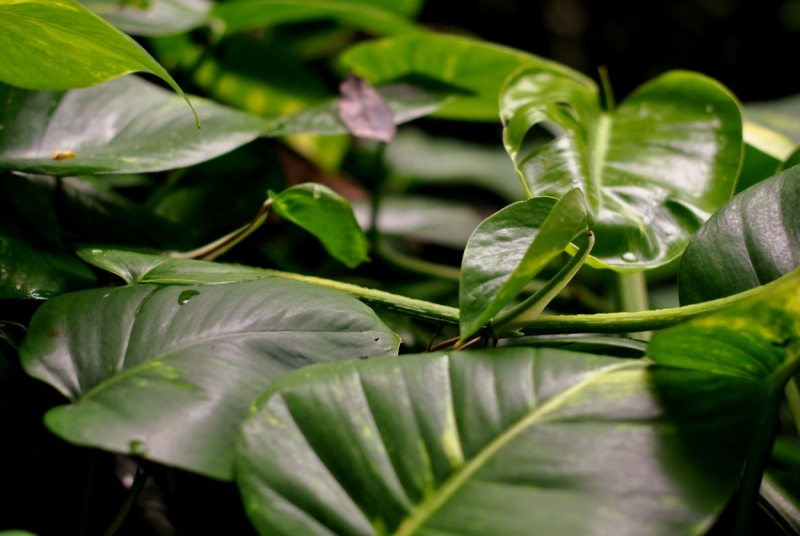 Cuba. Душа важнее внешности. Или как не умереть от скуки на пляжах Варадеро.