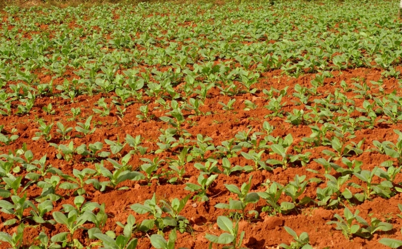 Cuba. Душа важнее внешности. Или как не умереть от скуки на пляжах Варадеро.