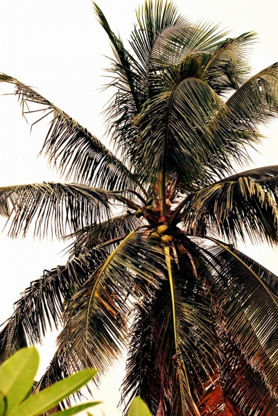 Cuba. Душа важнее внешности. Или как не умереть от скуки на пляжах Варадеро.