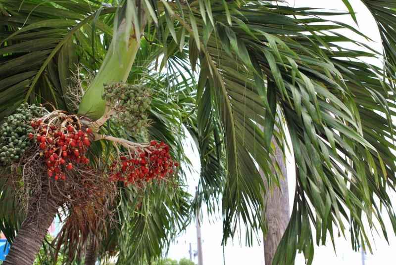 Cuba. Душа важнее внешности. Или как не умереть от скуки на пляжах Варадеро.