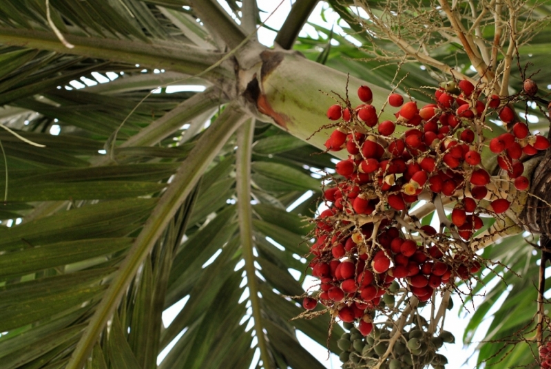 Cuba. Душа важнее внешности. Или как не умереть от скуки на пляжах Варадеро.