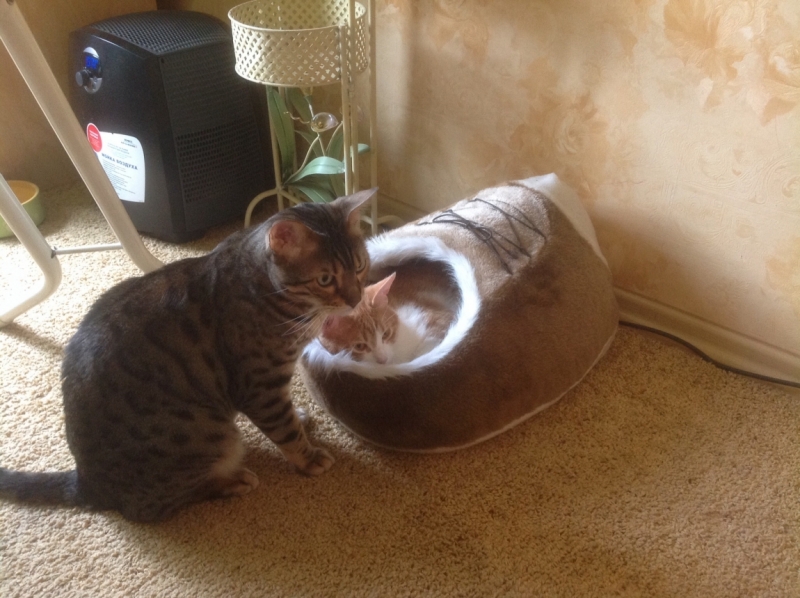 Поговорим о кошках 28