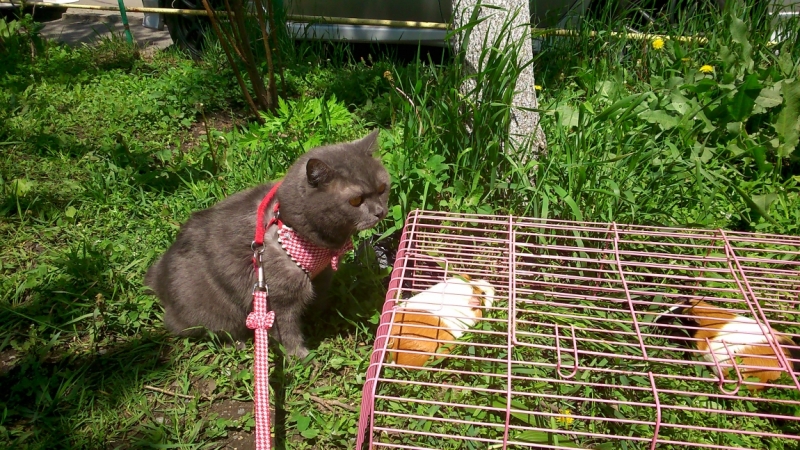 Поговорим о кошках 28