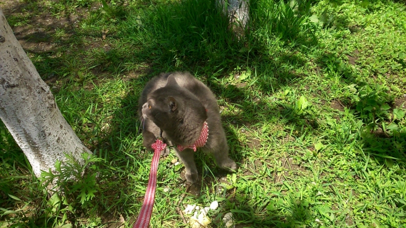 Поговорим о кошках 28