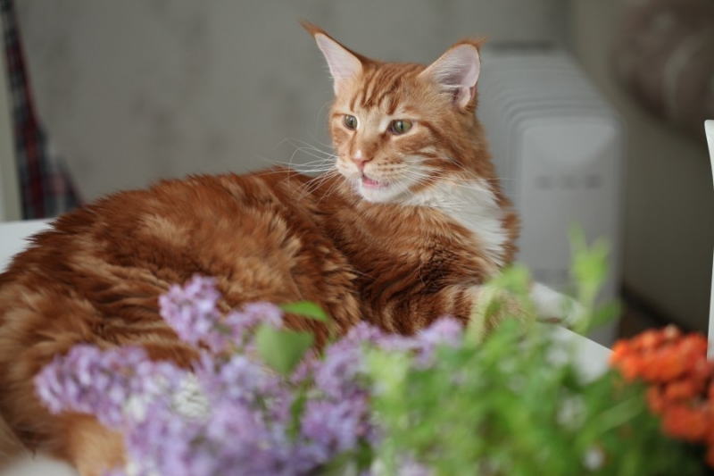 Поговорим о кошках 28