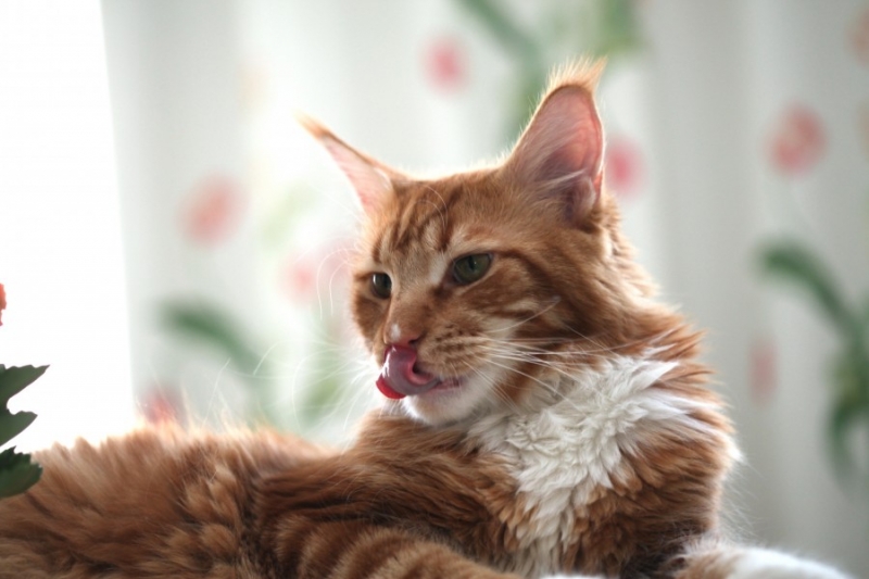 Поговорим о кошках 28