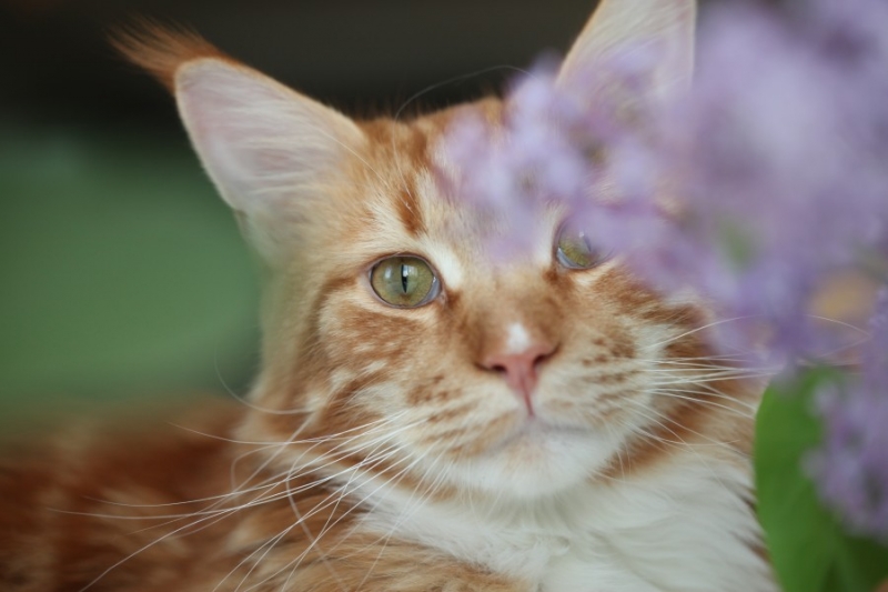 Поговорим о кошках 28