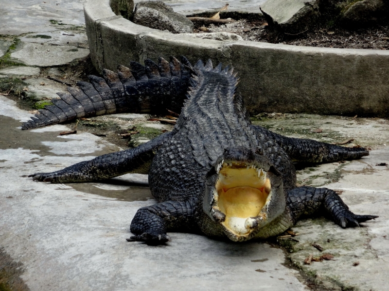 Пхукет. Январь 2014