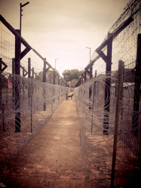 Тюрьма кокосовой пальмы