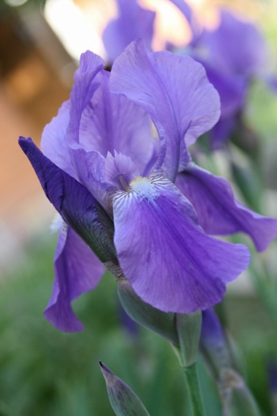 Нашего форумного доктора SARA, с Днем Варенья.