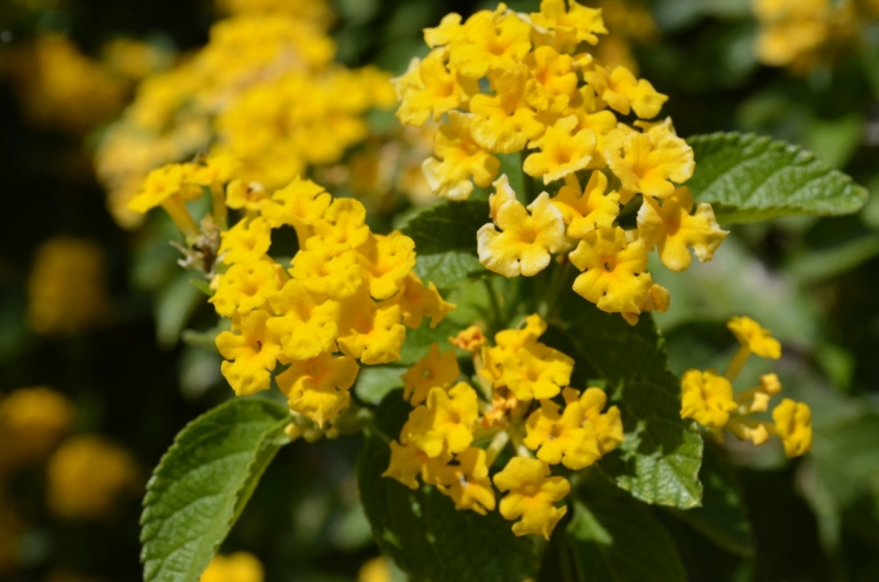 Кумбалагарх, Ранакпур