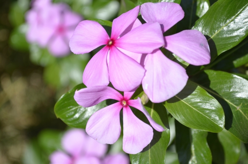 Кумбалагарх, Ранакпур