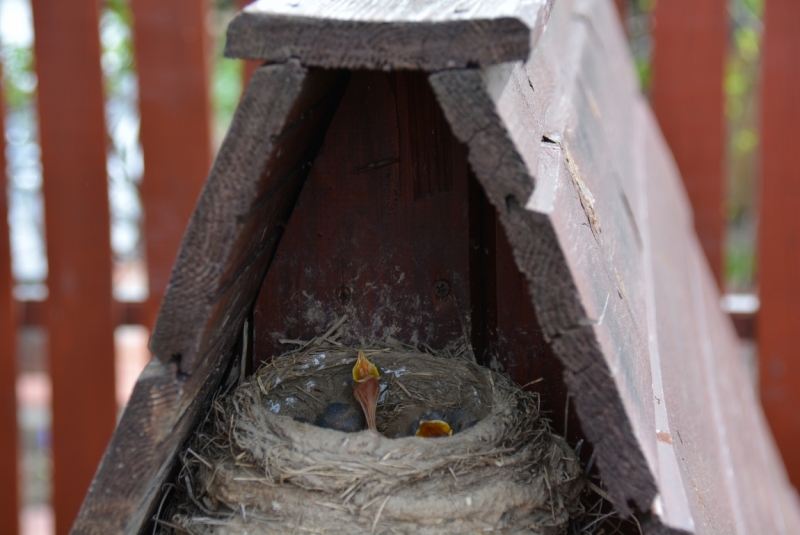 Птицы в фотографиях из путешествий