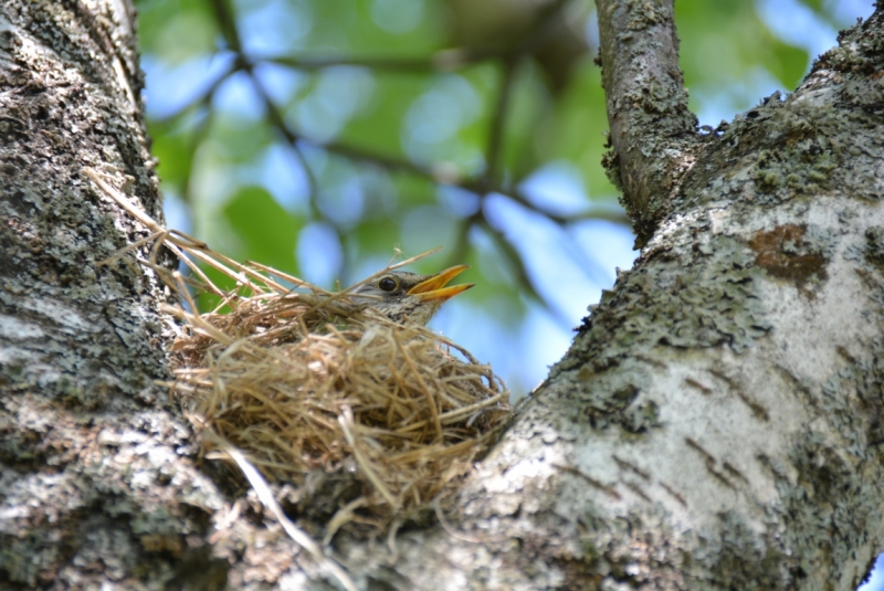 Птицы в фотографиях из путешествий