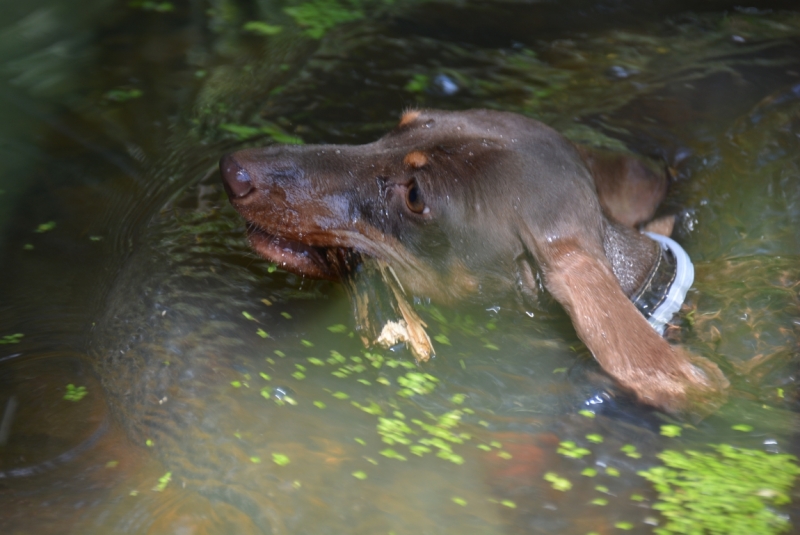Братья наши меньшие, у кого кто - 2.