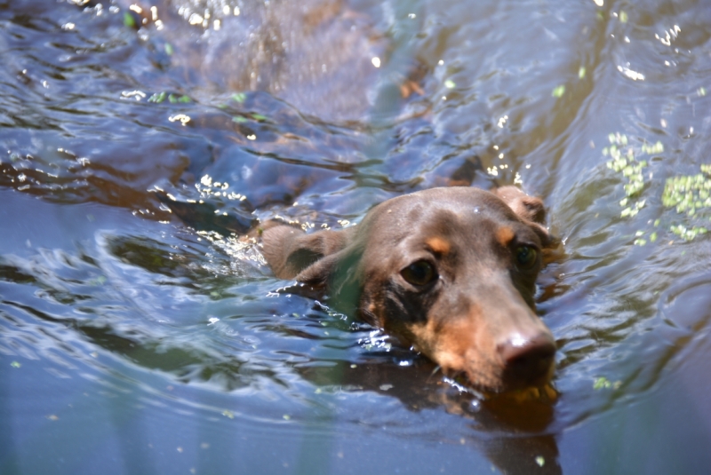 Братья наши меньшие, у кого кто - 2.