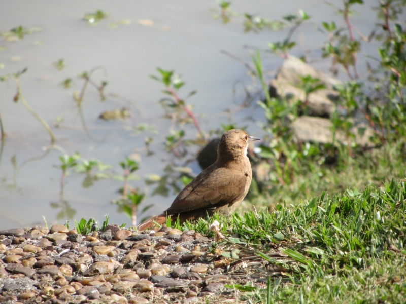 Curitiba-Ilha do Mel. Ноябрь 2013