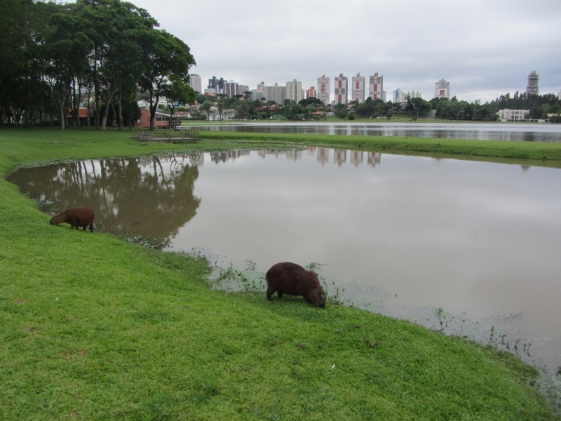 Curitiba-Ilha do Mel. Ноябрь 2013