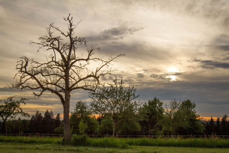 Мюнхен замки Баварии отзывы