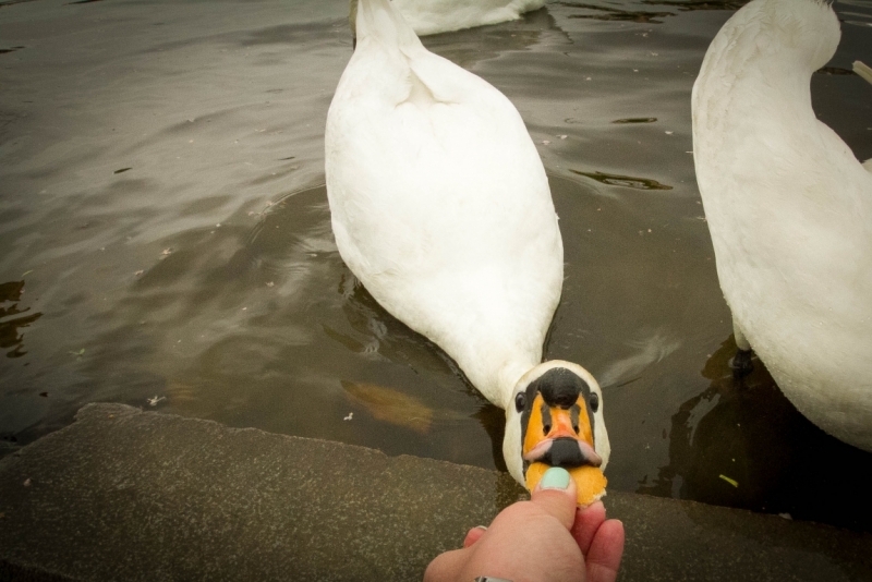 Мюнхен замки Баварии отзывы
