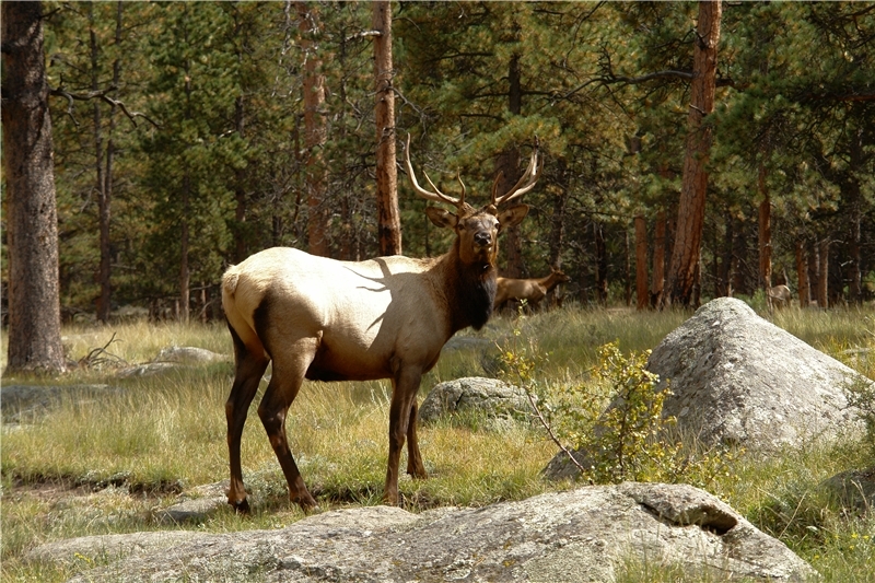 Приключения в горах Колорадо (Rocky Mountain National Park) Приключения в горах Колорадо (Rocky Mountain National Park)