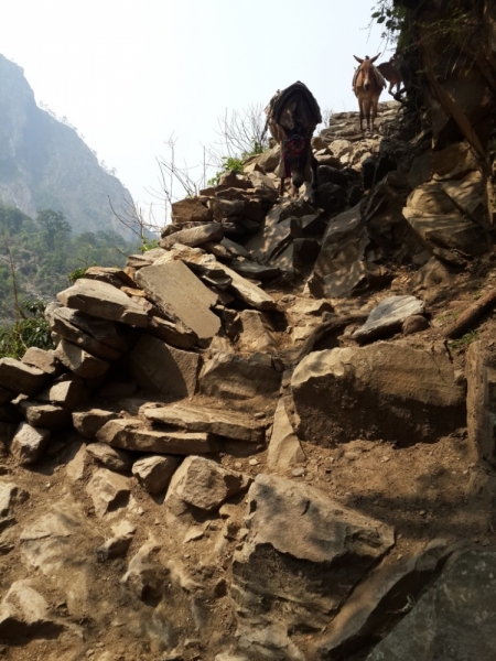 Манаслу трек с заходом в долину Цум (2014), или не оконченное дело.