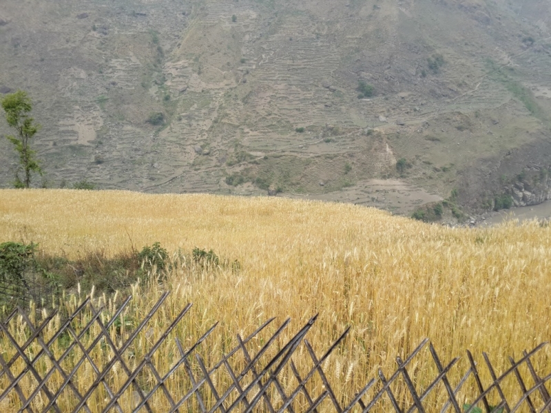 Манаслу трек с заходом в долину Цум (2014), или не оконченное дело.