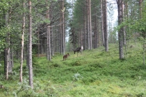 IMG_5286_новый размер