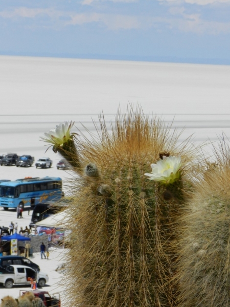 Перу, Боливия и кусочек пляжного Эквадора, ноябрь 2013