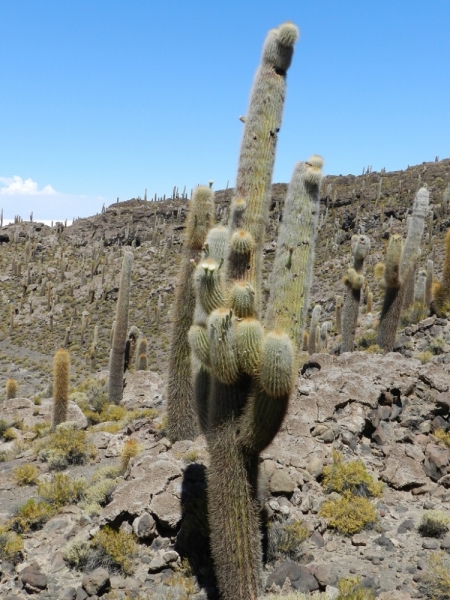 Перу, Боливия и кусочек пляжного Эквадора, ноябрь 2013