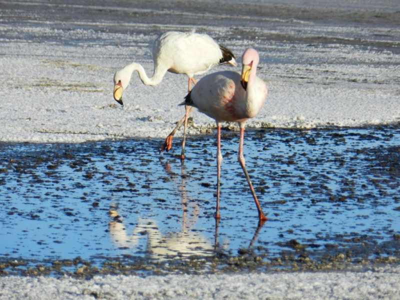 Перу, Боливия и кусочек пляжного Эквадора, ноябрь 2013