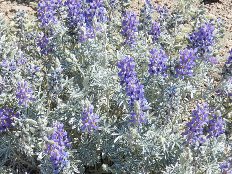 Перу, Боливия и кусочек пляжного Эквадора, ноябрь 2013