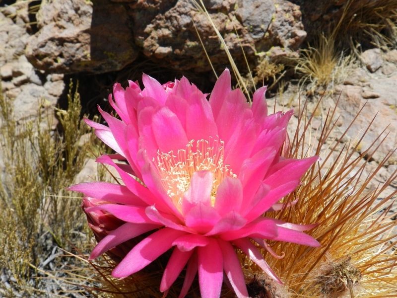 Перу, Боливия и кусочек пляжного Эквадора, ноябрь 2013