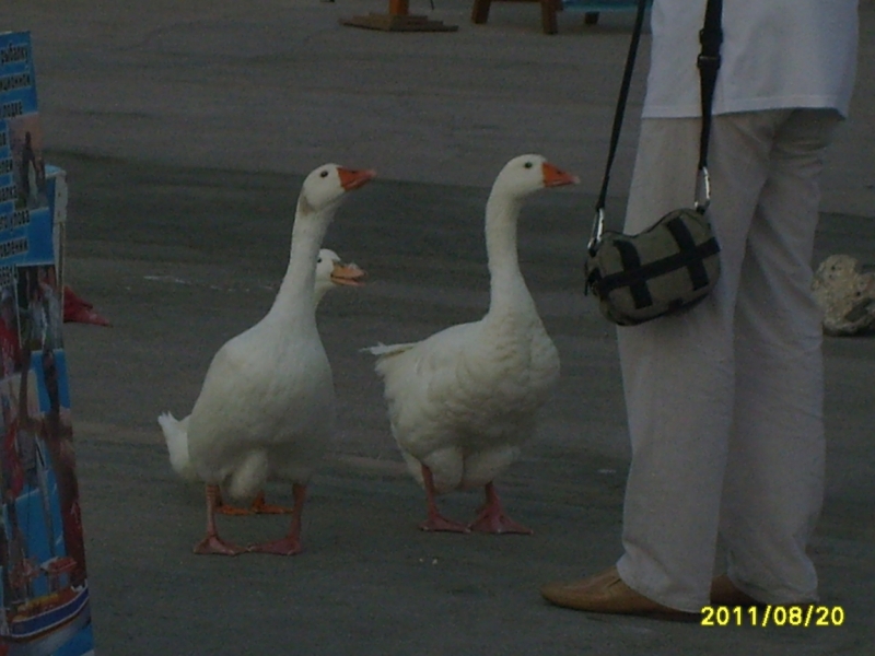 Крит. Греция. 10 дней с автомобилем в августе 2011. Фотоотчет с деталями.