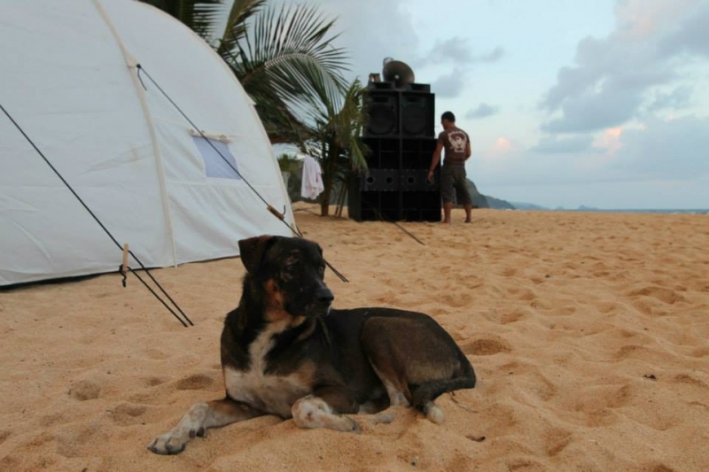 Собака-отдыхака и английский учака:)