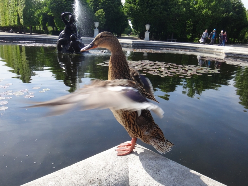 Вена за 2 дня