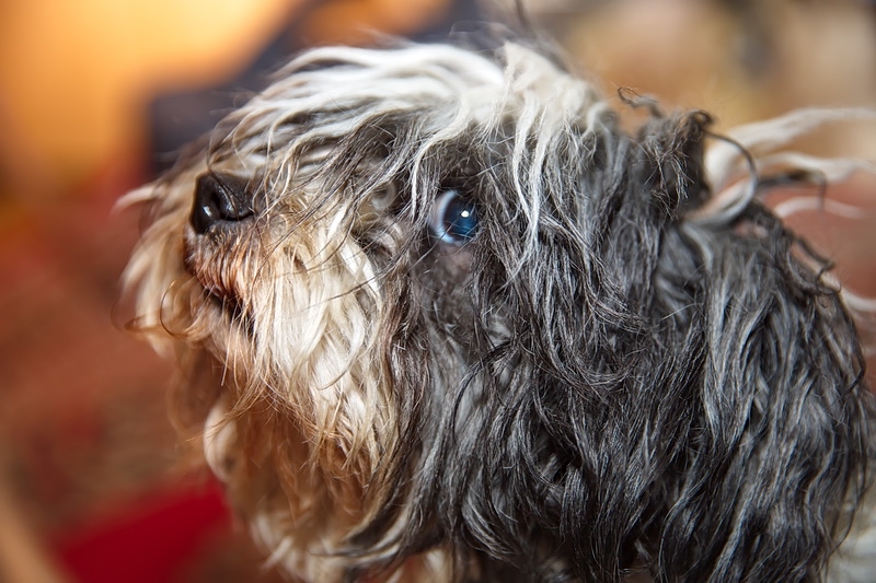 Поговорим о кошках40