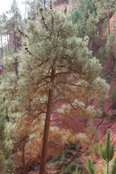 Франция - Италия октябрь 2012 (Прованс - Лигурия)