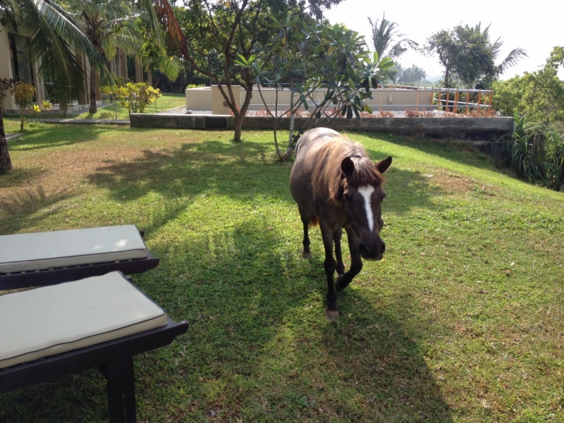 Шри-Ланка: отели, жильё, апартаменты — где остановиться, советы, бронирование с картой РФ