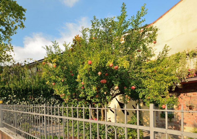 15. Verona. 59