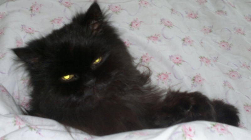 Поговорим о кошках 28