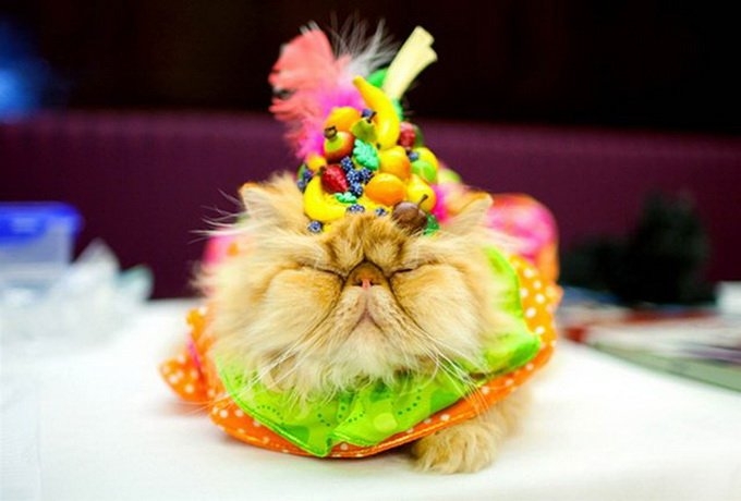 Поговорим о кошках 28