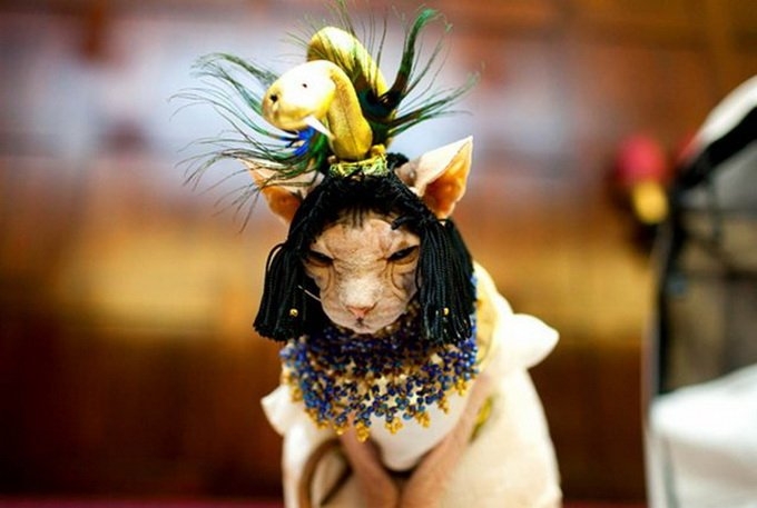 Поговорим о кошках 28